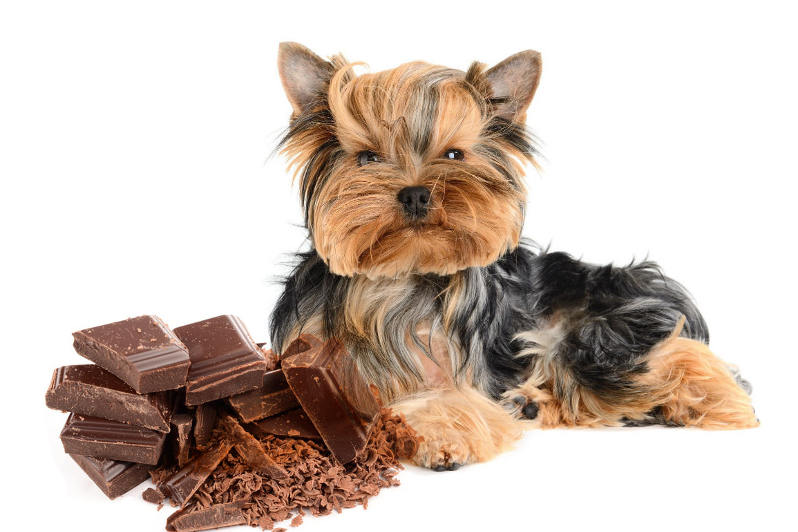 Co dělat, když pes najde vaši čokoládu