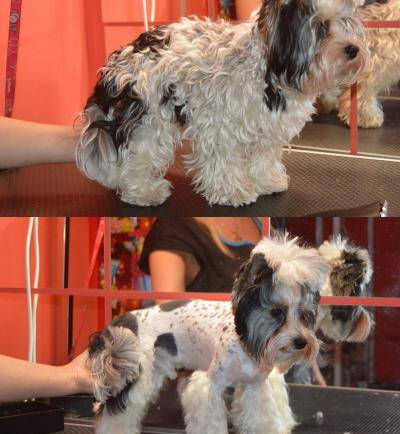 Před a po úpravě Biewer yorkshire terrier