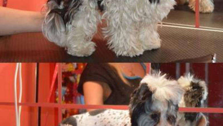 Před a po úpravě Biewer yorkshire terrier
